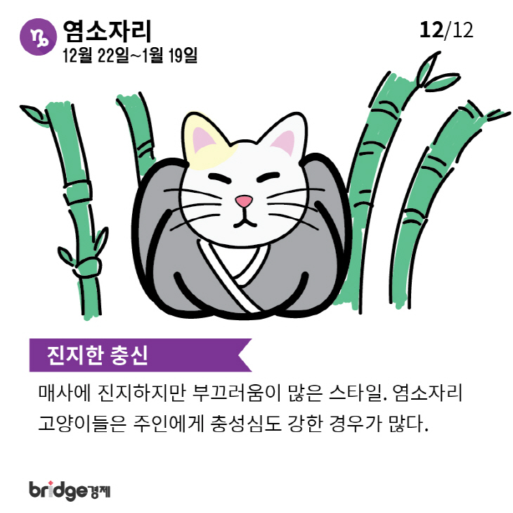 별자리에따른고양이성격분석_브릿지경제-12