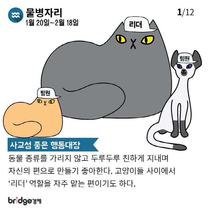 별자리에따른고양이성격분석_브릿지경제-01