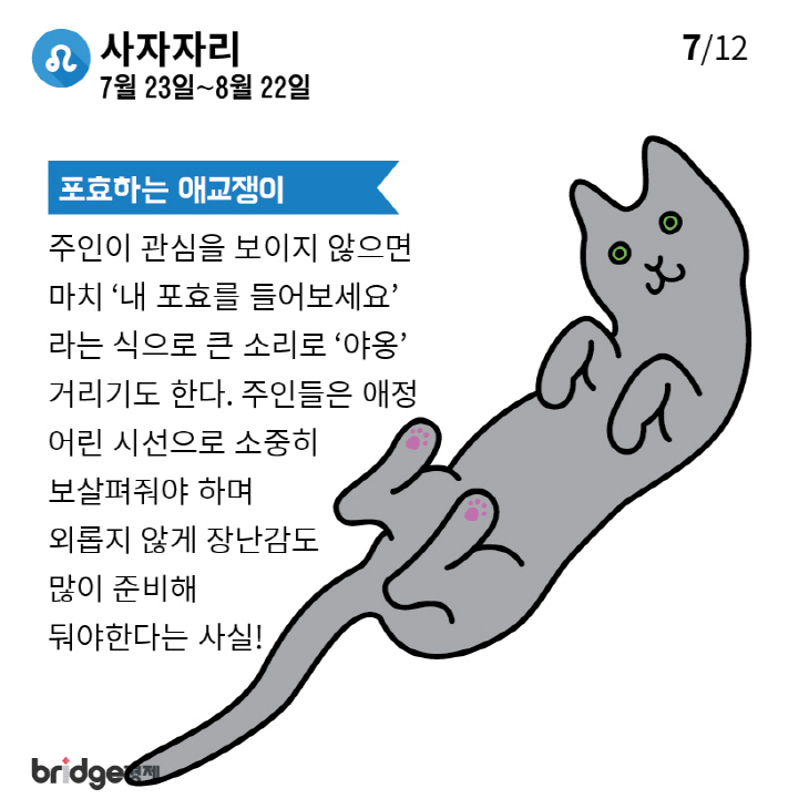 별자리에따른고양이성격분석_브릿지경제-07