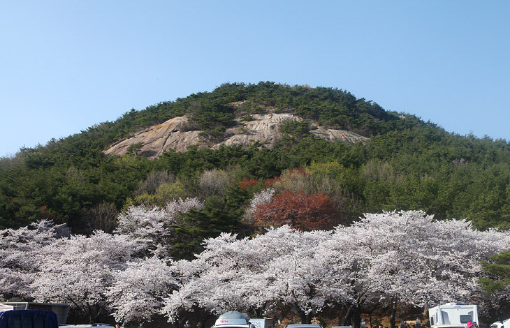 울주군 작천정 벚꽃터널에 심쿵