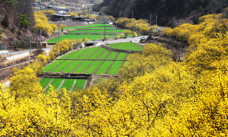 01의성군제공 산수유마을 사진