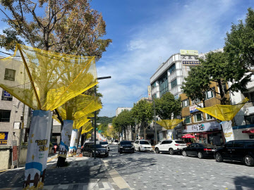 수원시, 은행 열매 조기 수거해 쾌적한 보행로 조성