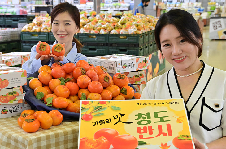 농협유통, 감기 예방에 좋은 '청도 반시' 판매 시작