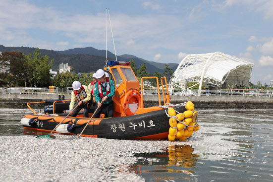 마산항 정어리 집단폐사