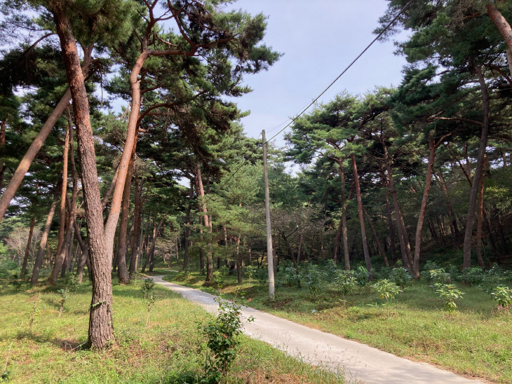 충남도 내화수림대2