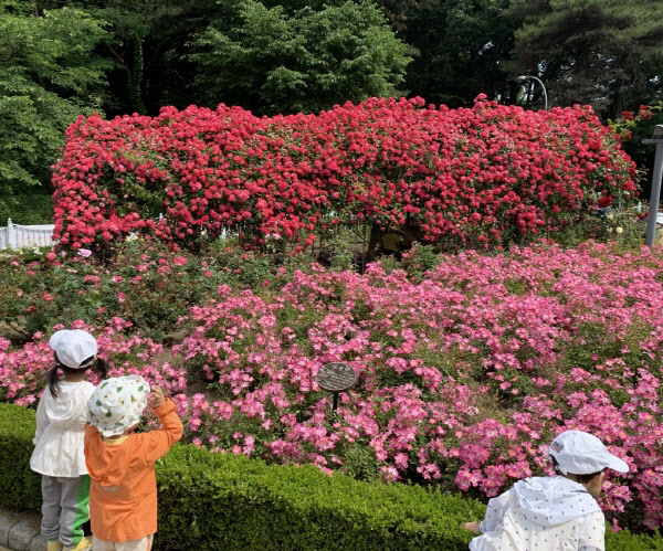 풍암호수 장미원