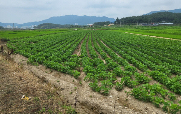 전략작물 직불금- 장성 논콩 재배단지