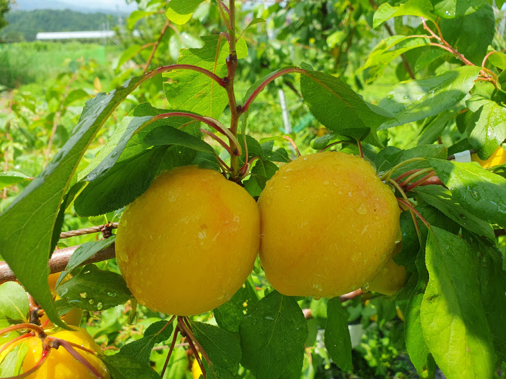 7월부터 본격적으로 시장에 나온다(망고링 사진)