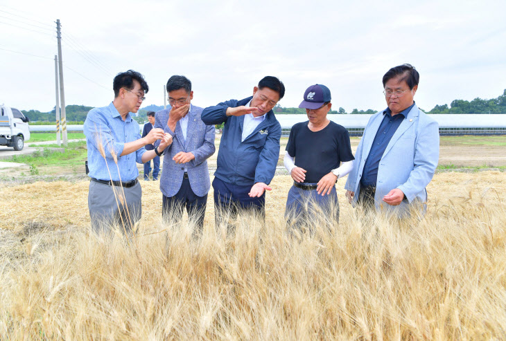 장성군, ‘슈퍼푸드’ 호라산 밀 생산단지 조성사업 첫 수확