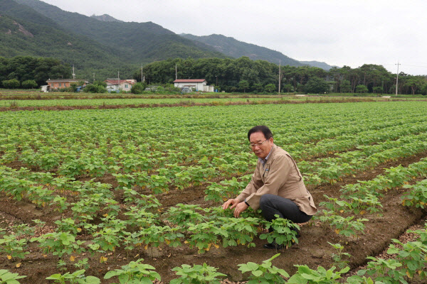 군서농협 논콩 재배