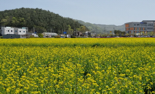 경관보전직불제- 고흥 유채밭