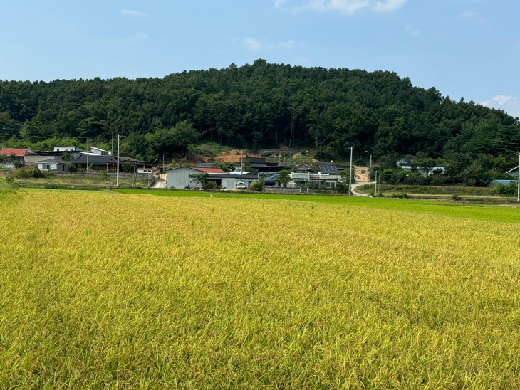 240820_1_'빠르미향'벼수확_농업기술센터