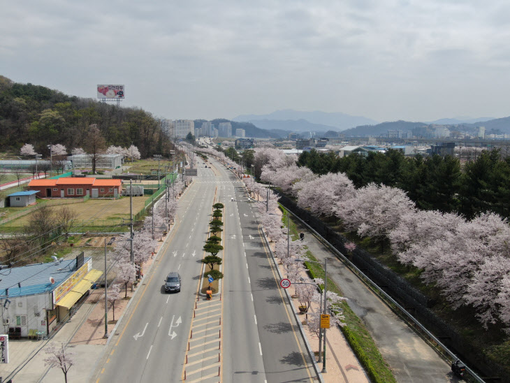 경북도, 산림청 주관 ‘우수 관리 가로수길’ 2개소 선정