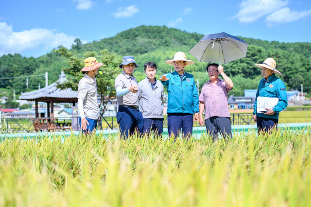 벼 수확 전 벼멸구 방제 및 점검