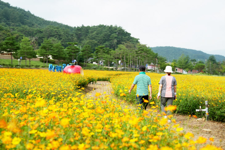 청송군, 황화코스모스 구경하러 오세요) (4)