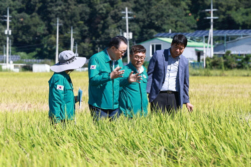 벼멸구 피해 현장