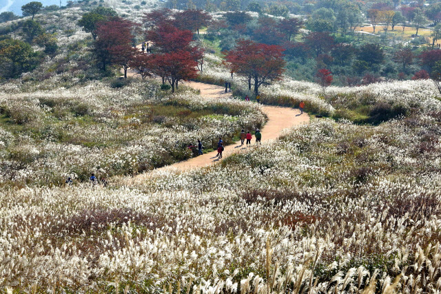 권영석 황매산가을억새