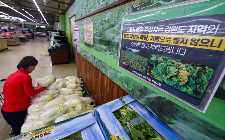 '폭염으로 배추 작황 악화'